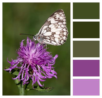 Pollination Butterfly Pink Flower Image